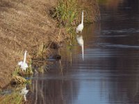 10-12-2014 Silberreiher am Pfefferfliess-6  Silberreiher am Pfefferfließ-6